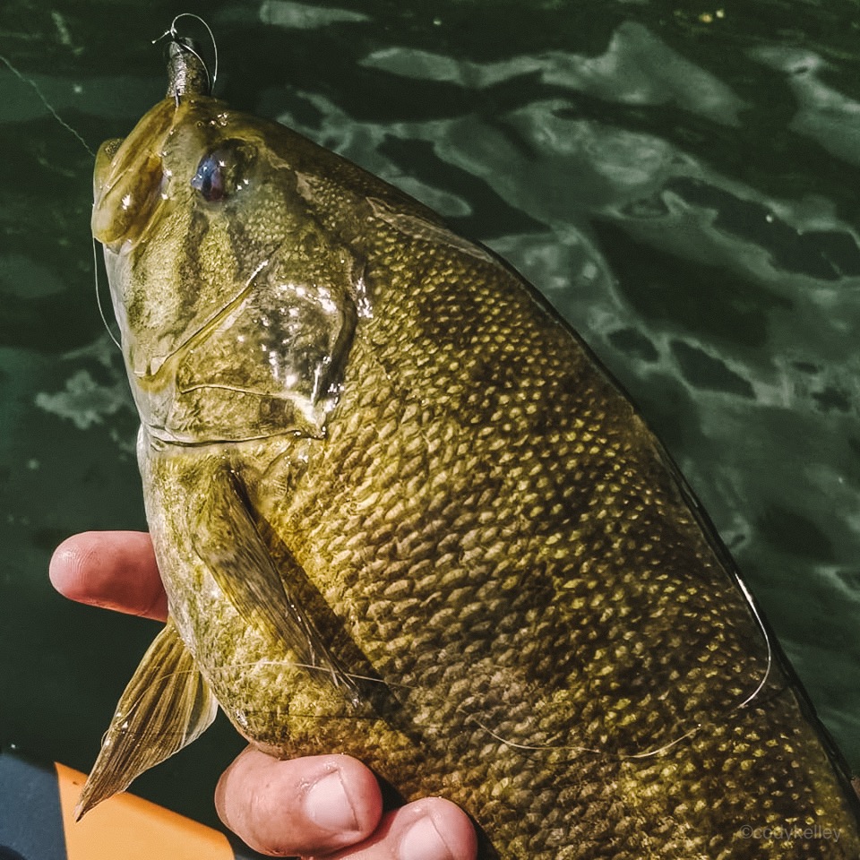 How to Use Topwater Baits for Bass Effectively in Early Summer : Megaware  KeelGuard