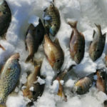 ice fishing for bluegill catch