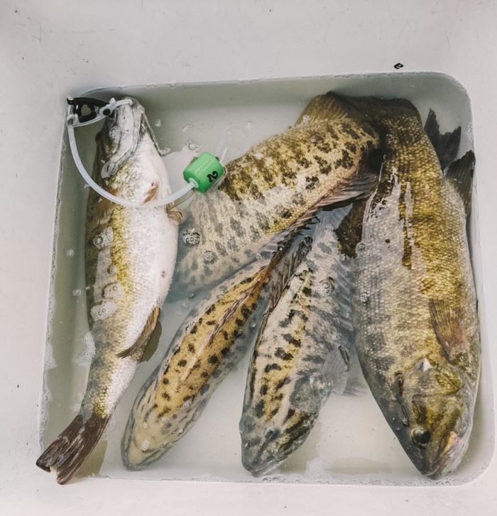 Five Smallmouth Bass in a tub filled with water.