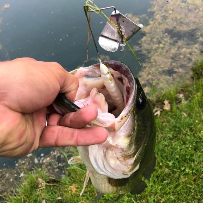 largemouth bass caught with a silver blade buzzbait and pearl colored billy goat during shad spawn